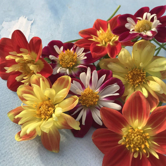 Dandy Collarette Dahlia Seeds