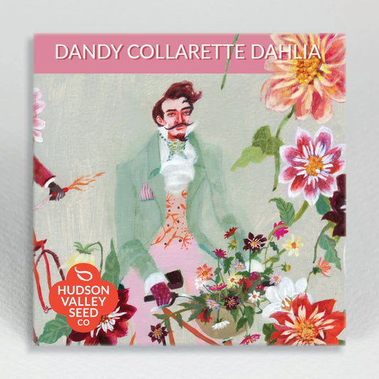 Dandy Collarette Dahlia Seeds