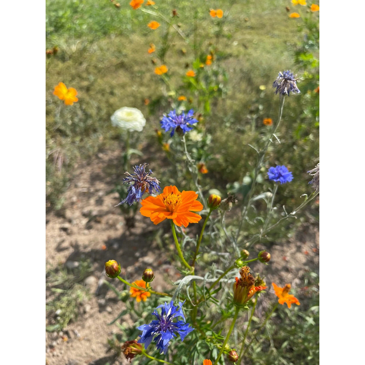 Good Bug Blooms Mix - The Feral Market