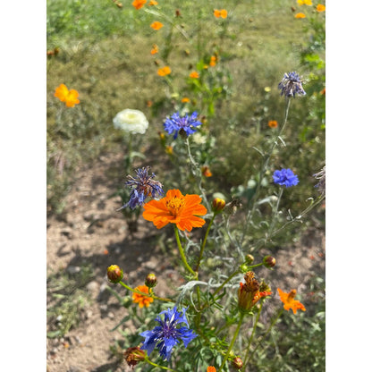 Good Bug Blooms Mix - The Feral Market