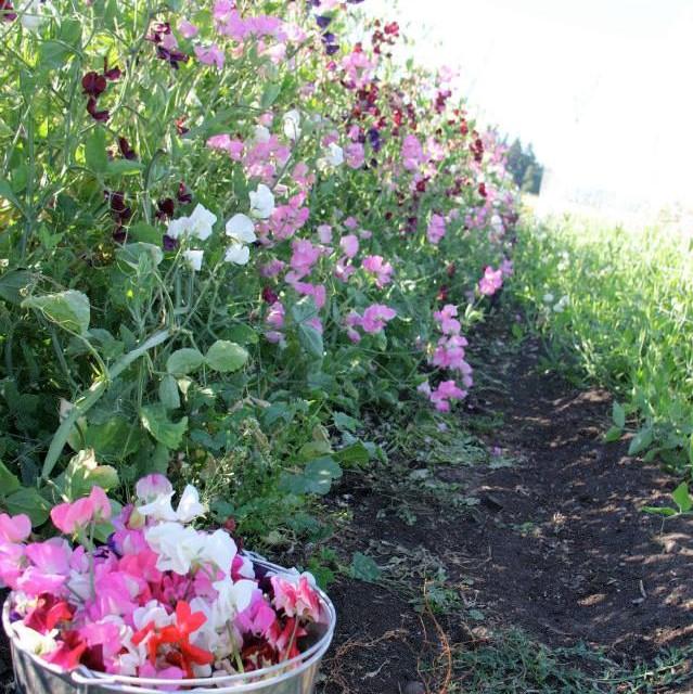 Finnriver Sweet Pea
