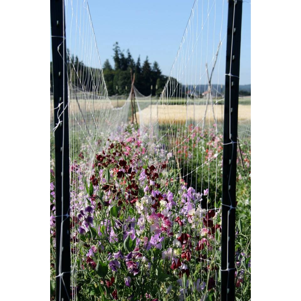 Finnriver Sweet Pea