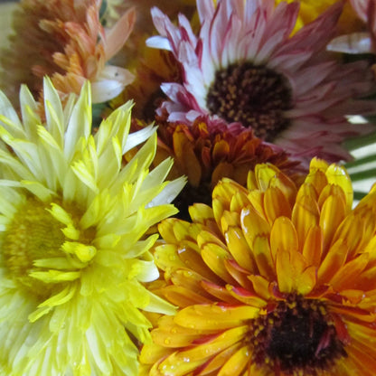 Flashback Calendula Mix