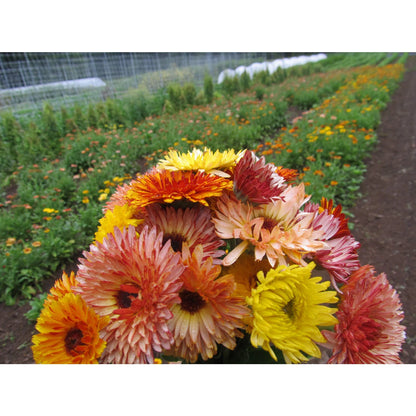 Flashback Calendula Mix