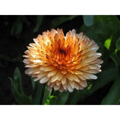 Flashback Calendula Mix