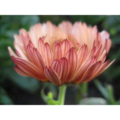 Flashback Calendula Mix