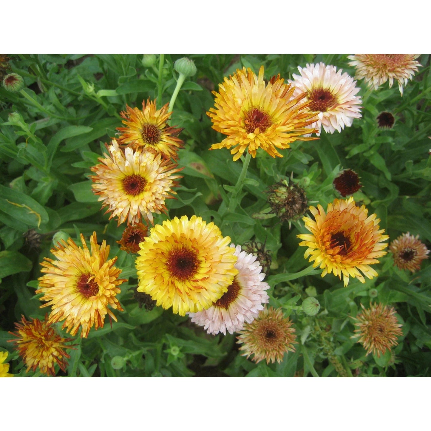 Flashback Calendula Mix
