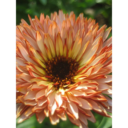 Flashback Calendula Mix
