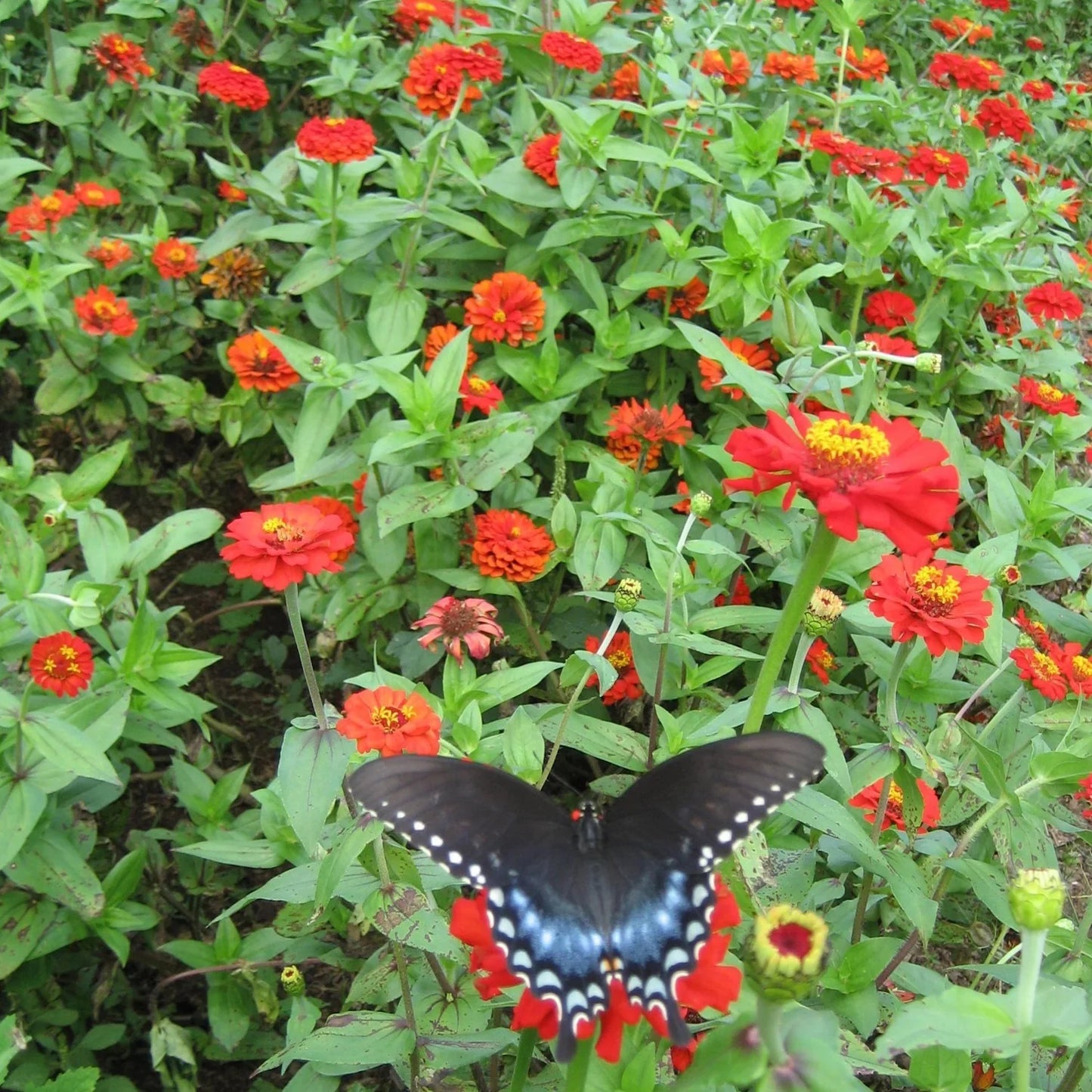 Gift Zinnia