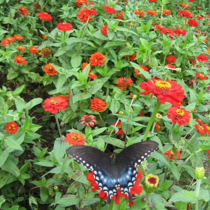 Gift Zinnia