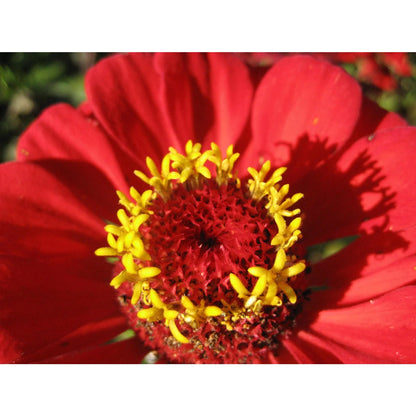 Gift Zinnia