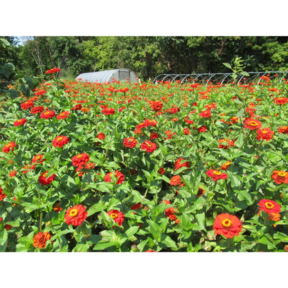 Gift Zinnia
