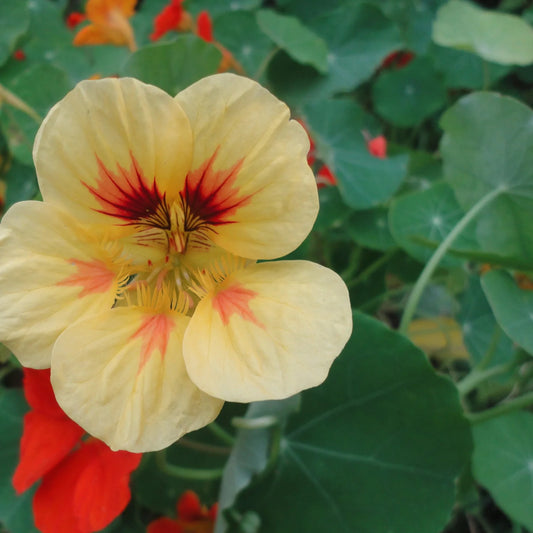 Glorious Gleam Nasturtium