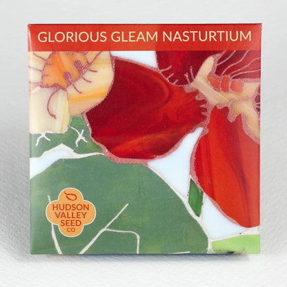 Glorious Gleam Nasturtium