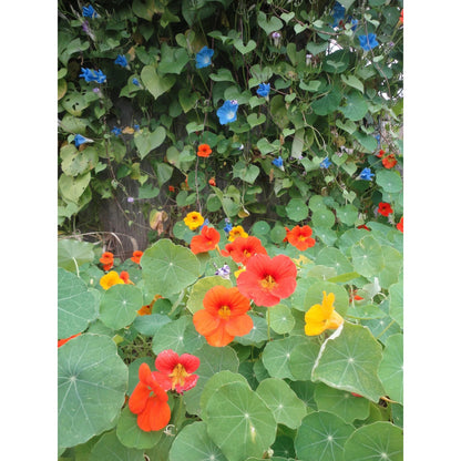 Glorious Gleam Nasturtium