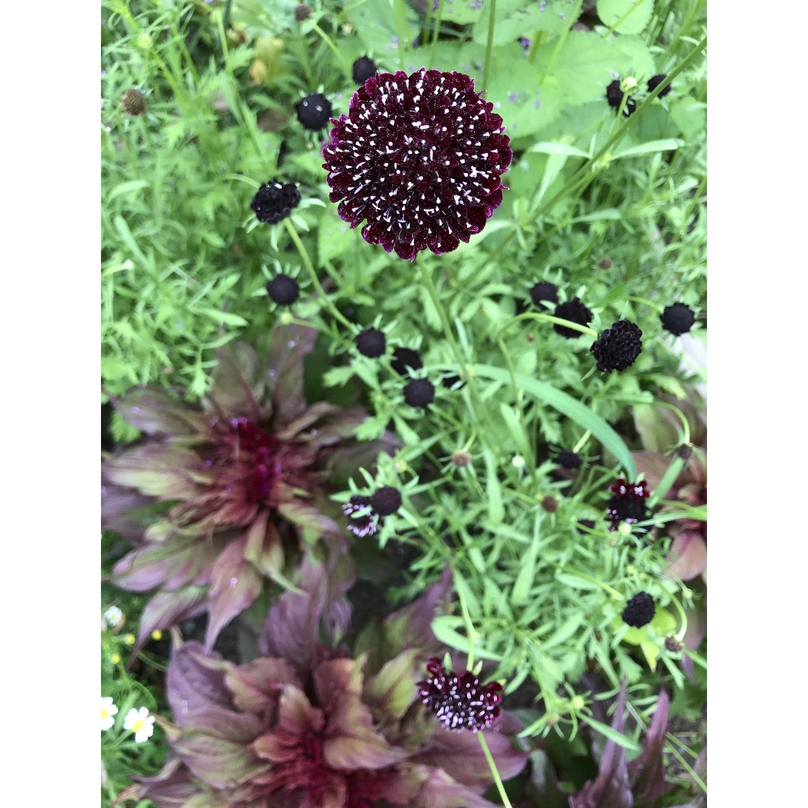 Goth Garden Flower Mix - The Feral Market