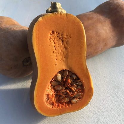 Honeynut Squash