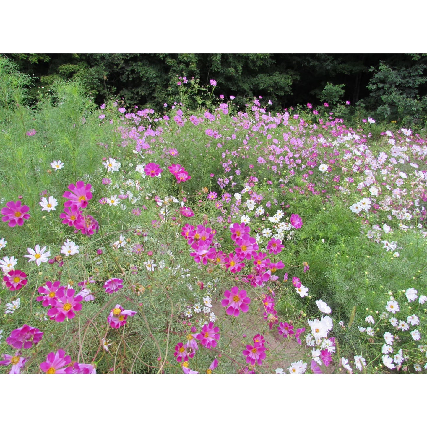 Sea Shells Cosmos