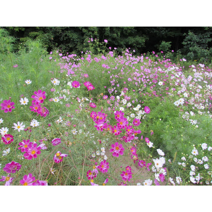 Sea Shells Cosmos