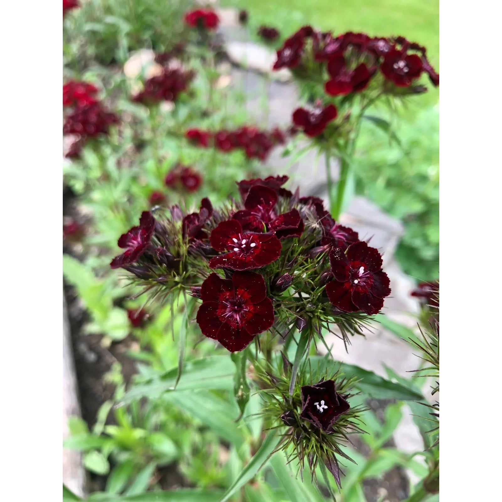 Goth Garden Flower Mix - The Feral Market
