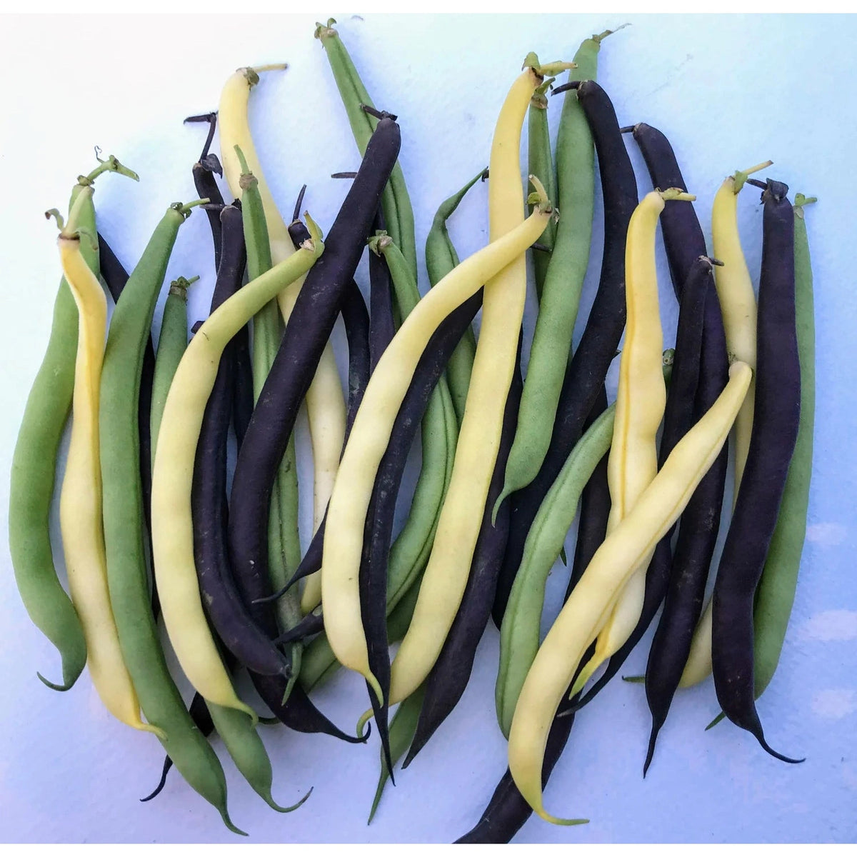 Tri-Color Bean - The Feral Market