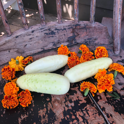 Silver Slicer Cucumber - The Feral Market