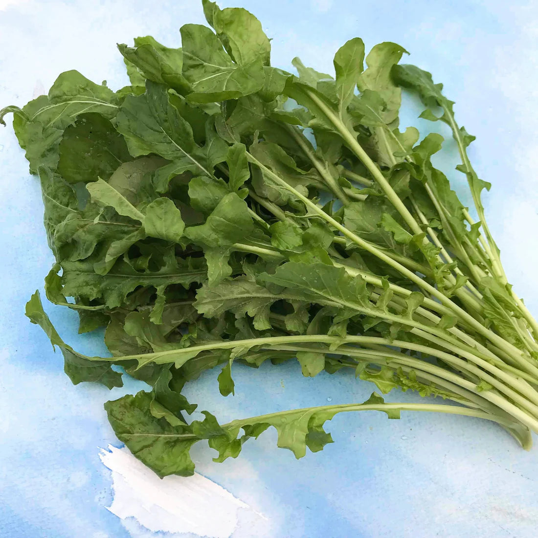 Arugula - Eruca sativa - The Feral Market