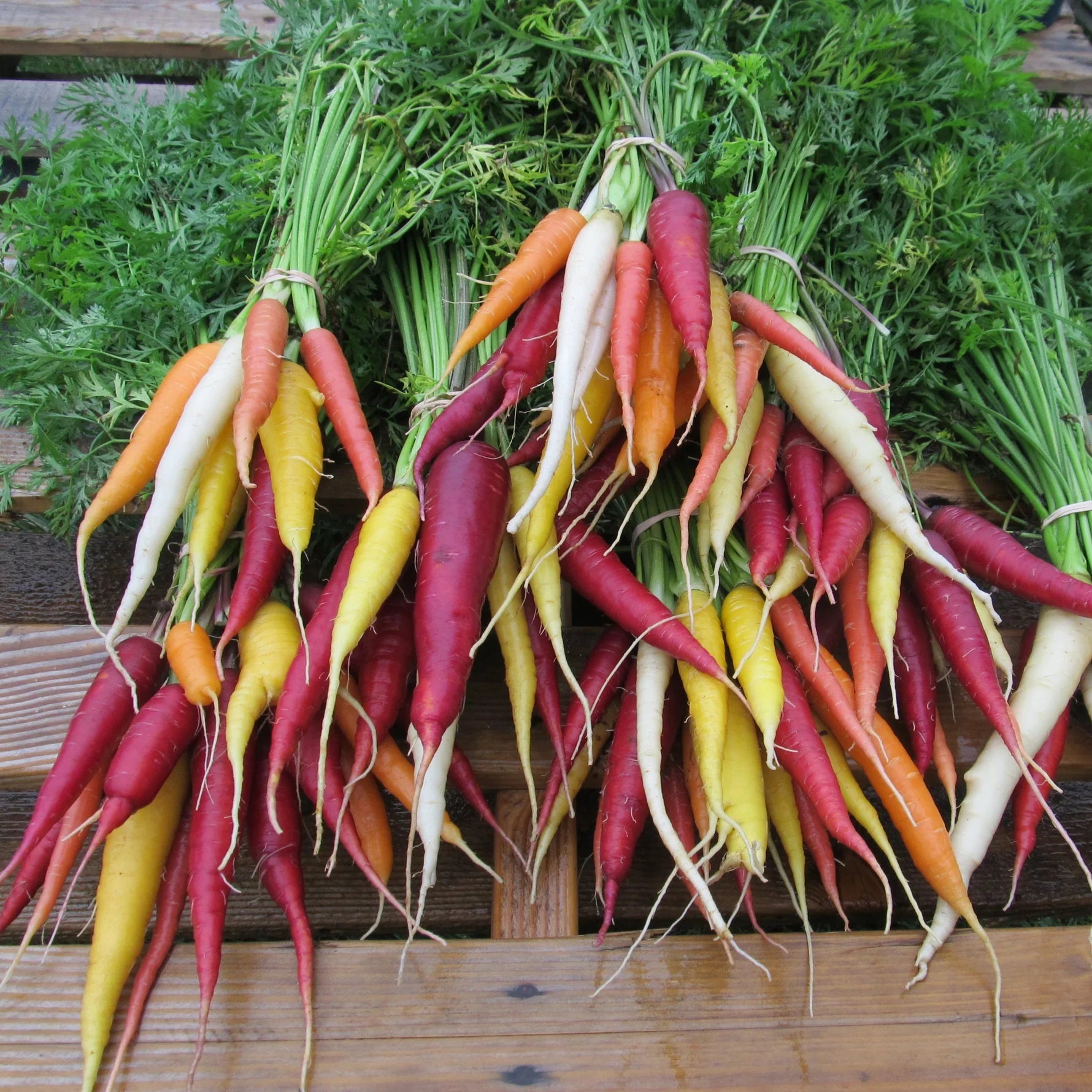 Kaleidoscope Carrot - The Feral Market