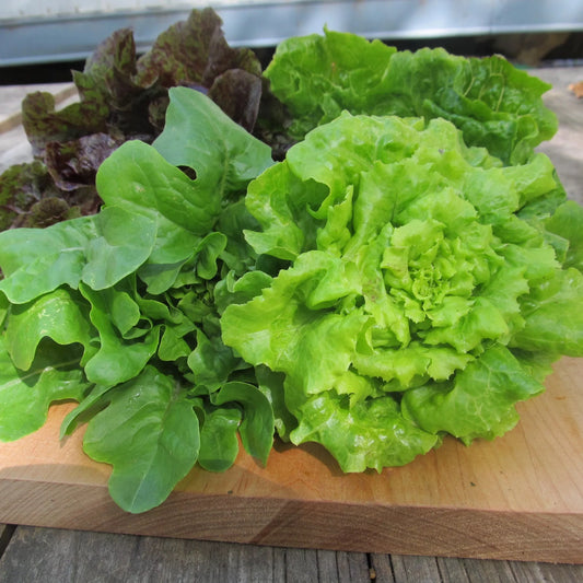 Little Gem Lettuce Mix