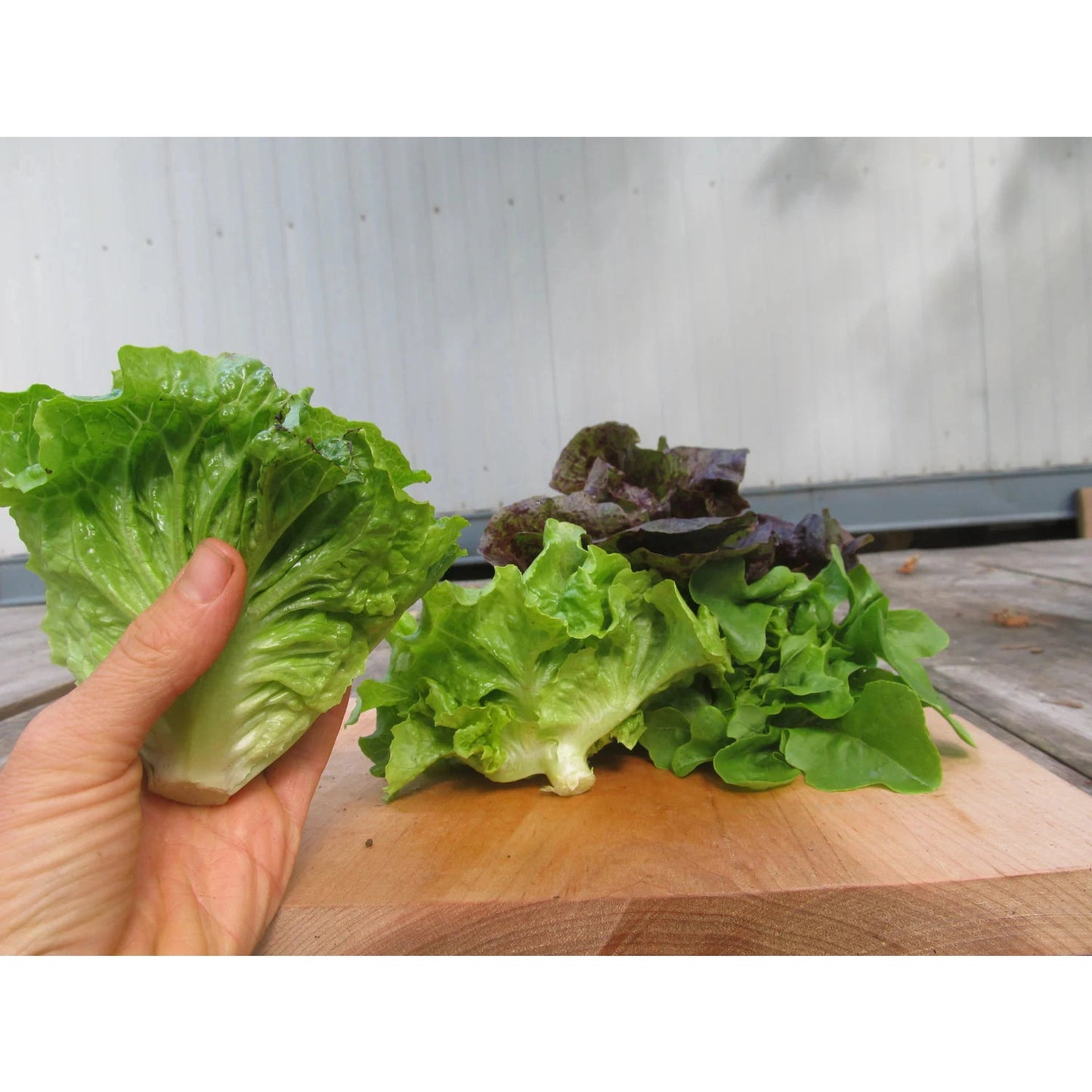 Little Gem Lettuce Mix
