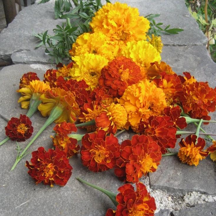Marigold Medley