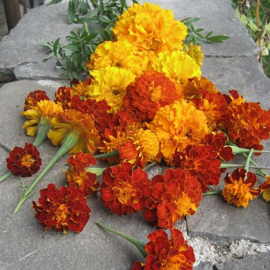 Marigold Medley