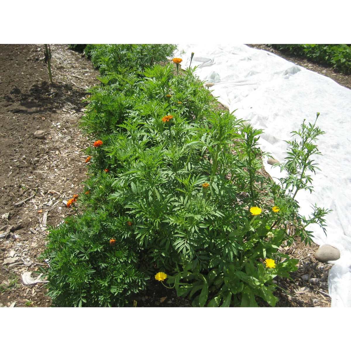 Marigold Medley
