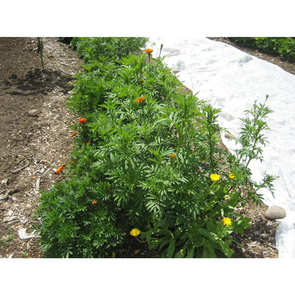 Marigold Medley