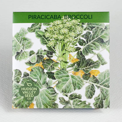 Piracicaba Broccoli