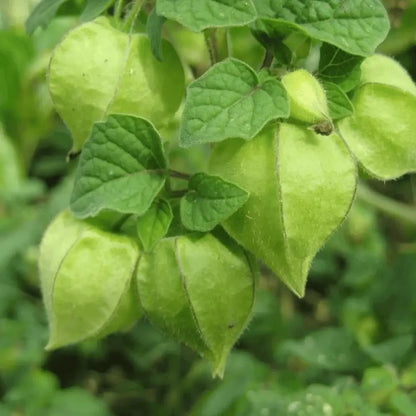 Aunt Molly's Ground Cherry