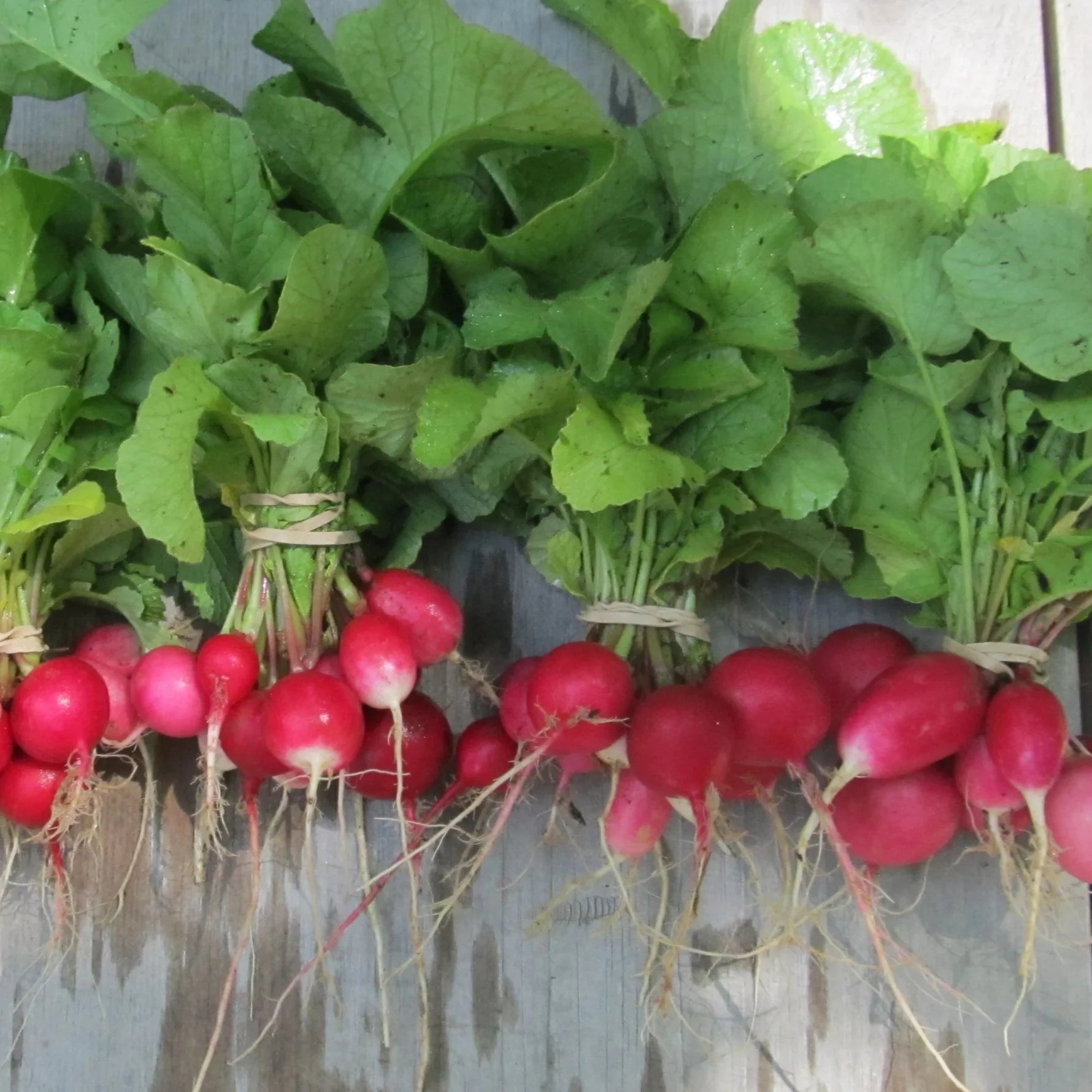 Radiant Radish Mix - The Feral Market