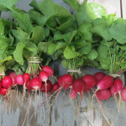 Radiant Radish Mix - The Feral Market