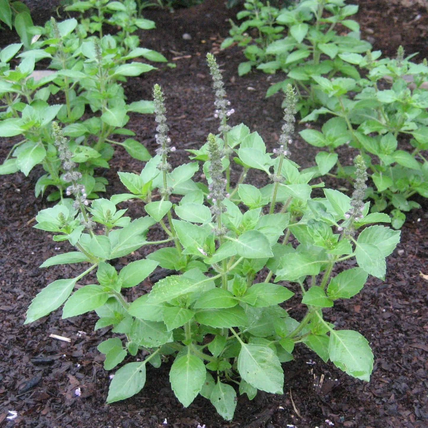Sacred Basil