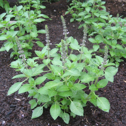 Sacred Basil
