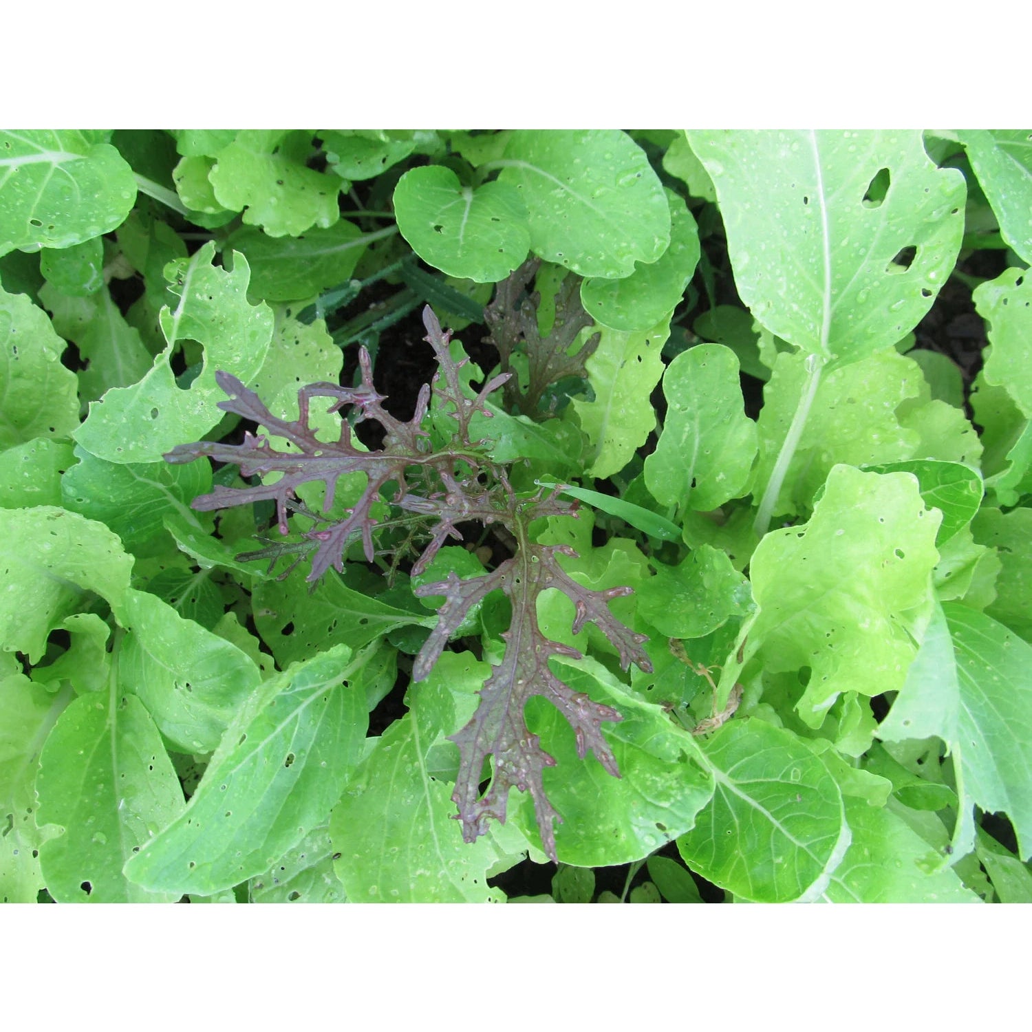 Salad Savor Mix - The Feral Market