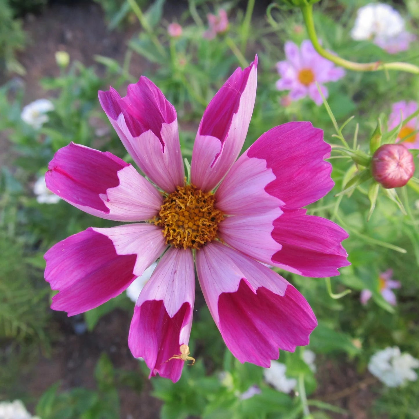 Sea Shells Cosmos