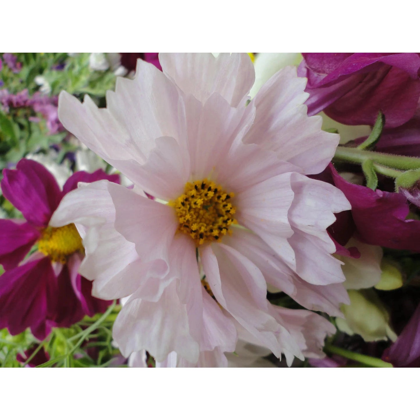 Sea Shells Cosmos