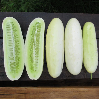Silver Slicer Cucumber - The Feral Market
