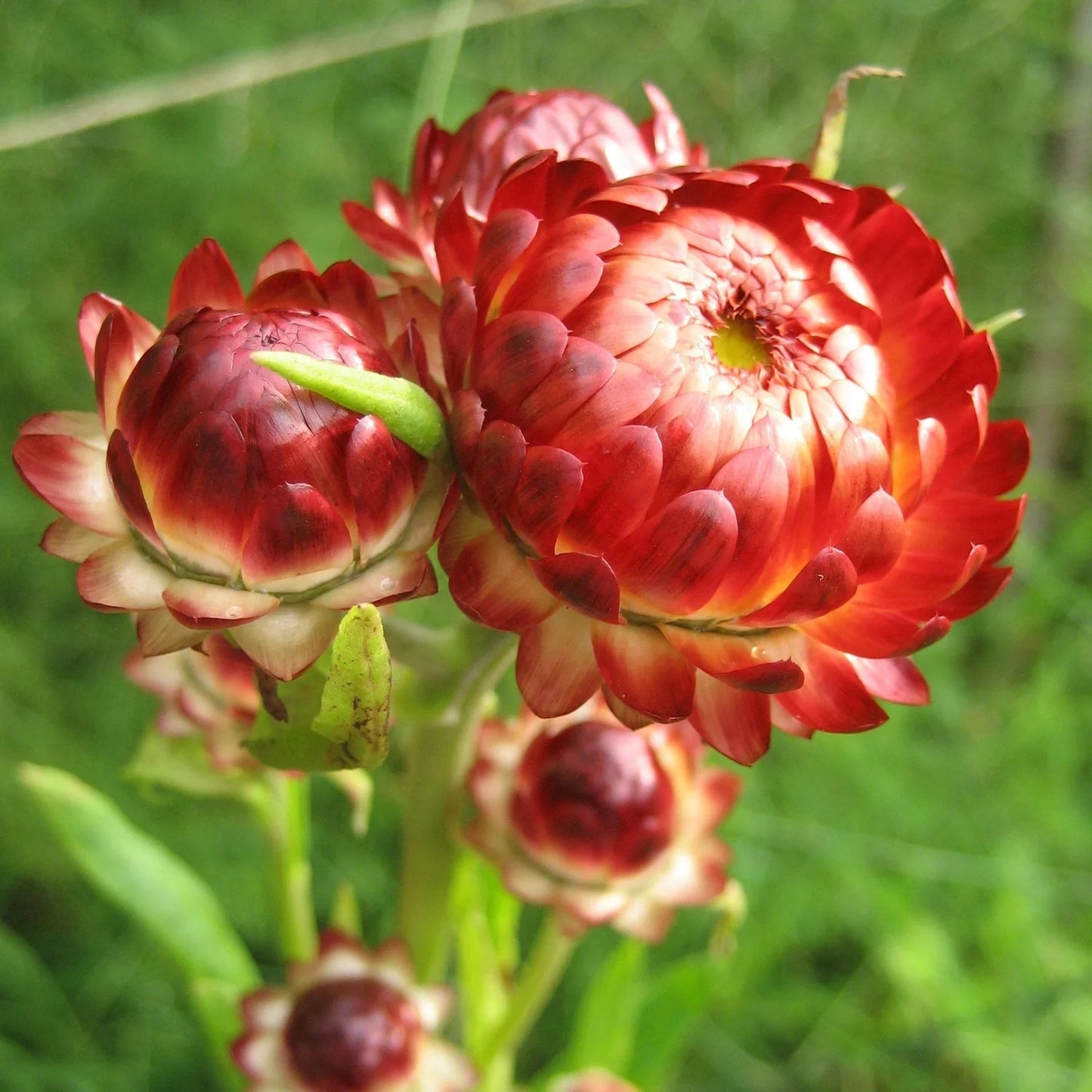 Strawflower