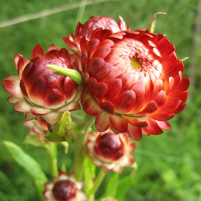 Strawflower