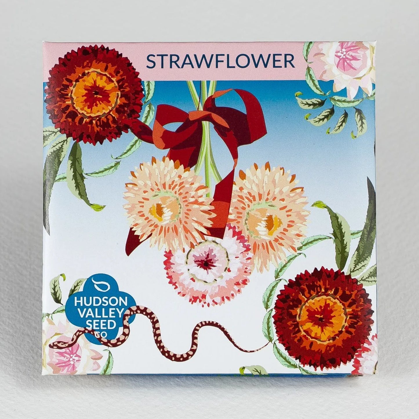 Strawflower
