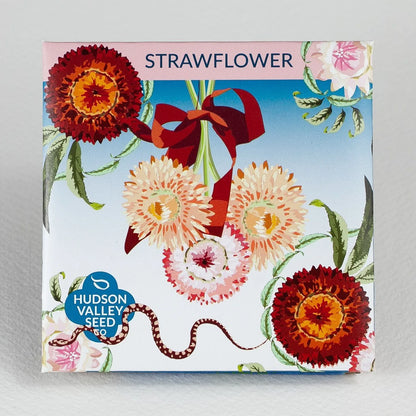 Strawflower
