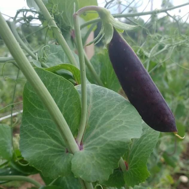 Sugar Magnolia Snap Pea - The Feral Market