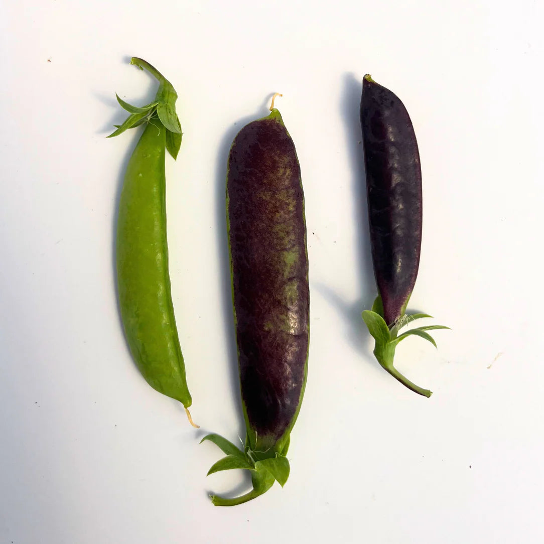 Sugar Magnolia Snap Pea - The Feral Market